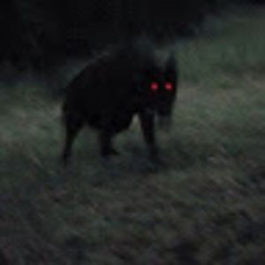 Meet your Posher, Cicada